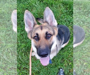 Medium Photo #2 German Shepherd Dog Puppy For Sale in Roseville, MN, USA