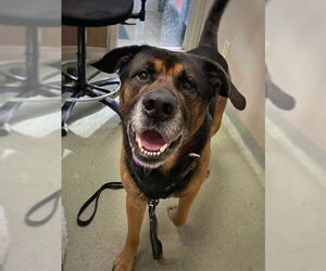 German Shepherd Dog-Unknown Mix Dogs for adoption in Boston, MA, USA