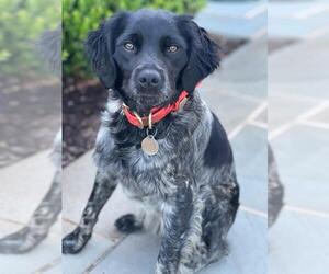 Medium Photo #1 Brittany Puppy For Sale in Curwensville, PA, USA