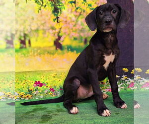 Labrador Retriever-Unknown Mix Dogs for adoption in Wetumpka, AL, USA