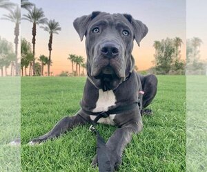 Neapolitan Mastiff Dogs for adoption in La Mesa, CA, USA