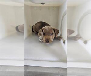 Labrador Retriever-Unknown Mix Dogs for adoption in Corpus Christi, TX, USA