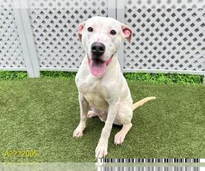 Labrador Retriever-Whippet Mix Dogs for adoption in West Palm Beach, FL, USA