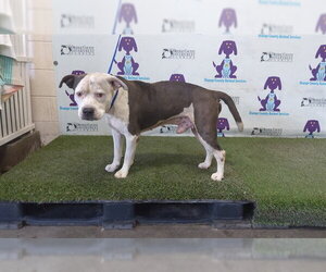 Mutt Dogs for adoption in Orlando, FL, USA