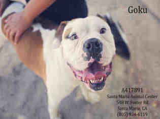Medium Photo #1 American Bulldog Puppy For Sale in Santa Maria, CA, USA