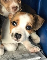 Beagle Dogs for adoption in Newport, KY, USA