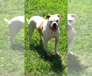 American Bulldog Dogs for adoption in Weston, FL, USA