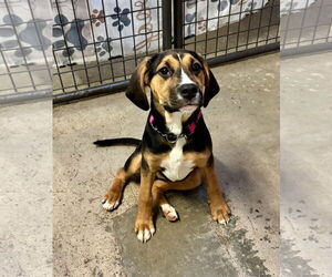 Mutt Dogs for adoption in Williamsburg, IA, USA