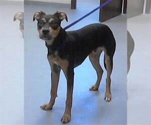 American Pit Bull Terrier-Unknown Mix Dogs for adoption in Fayetteville, NC, USA