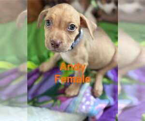 Boxer-Unknown Mix Dogs for adoption in Aurora, IN, USA