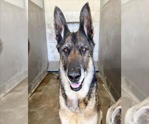 German Shepherd Dog Dogs for adoption in San Bernardino, CA, USA