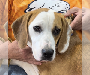 Beagle-Unknown Mix Dogs for adoption in Thomasville, NC, USA