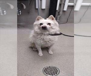 American Eskimo Dog-Unknown Mix Dogs for adoption in Las Vegas, NV, USA