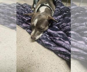Staffordshire Bull Terrier Dogs for adoption in Bakersfield, CA, USA