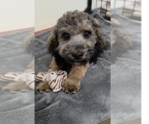 Maltese-Poodle (Standard) Mix Dogs for adoption in Santa Rosa, CA, USA