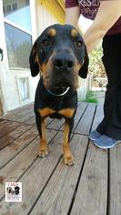 Rottweiler Dogs for adoption in Killeen, TX, USA