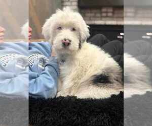 Mutt Dogs for adoption in Plymouth, MN, USA