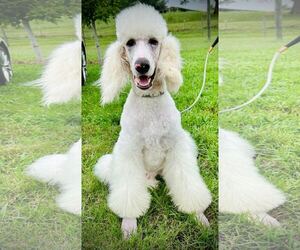 Poodle (Standard) Dogs for adoption in Pacolet, SC, USA