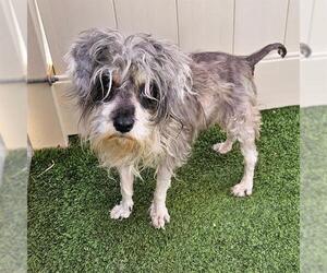 - Mix Dogs for adoption in Camarillo, CA, USA