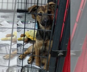 Shepradors Dogs for adoption in Mukwonago, WI, USA