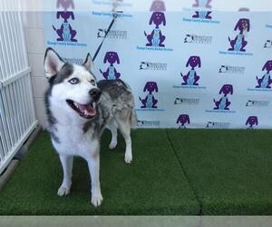 Siberian Husky Dogs for adoption in Orlando, FL, USA