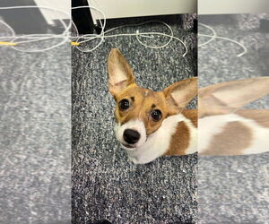 Jack Russell Terrier Dogs for adoption in Springdale, PA, USA