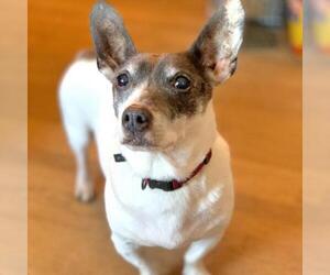 Jack Russell Terrier Dogs for adoption in Rocky Mount, VA, USA