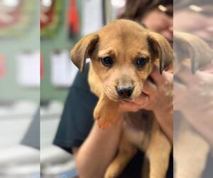 Shepradors Dogs for adoption in Clarkesville, GA, USA