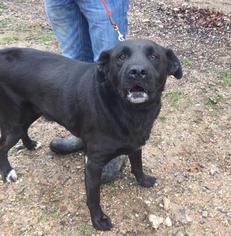 Labrador Retriever Dogs for adoption in Lonsdale, AR, USA