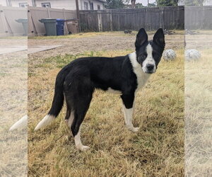 Collie-Unknown Mix Dogs for adoption in Sandy, UT, USA