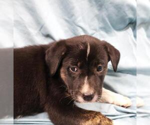 Mutt Dogs for adoption in Thief River Falls, MN, USA