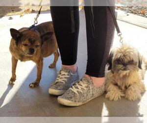 ShiChi Dogs for adoption in Chandler, AZ, USA