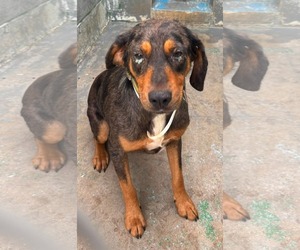 Mutt Dogs for adoption in Rustburg, VA, USA