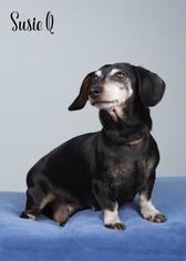 Dachshund Dogs for adoption in Ashland, WI, USA