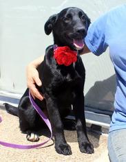 Medium Photo #1 Labrador Retriever Puppy For Sale in Arlington, TX, USA