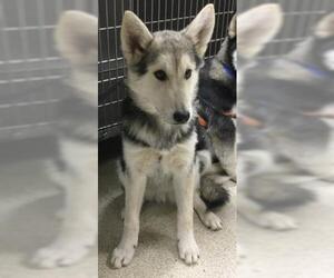 Siberian Husky-Unknown Mix Dogs for adoption in Riverside, CA, USA