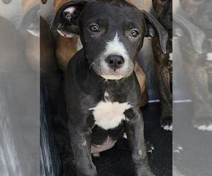 American Staffordshire Terrier-Unknown Mix Dogs for adoption in San Antonio, TX, USA