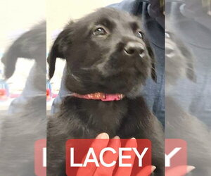 GIANT SCHNAUZER -Unknown Mix Dogs for adoption in Aurora, IN, USA