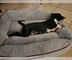 American Pit Bull Terrier-Labrador Retriever Mix Dogs for adoption in Tucson, AZ, USA