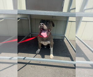 American Pit Bull Terrier Dogs for adoption in San Bernardino, CA, USA