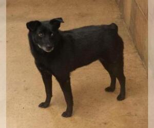 Small Schipperke Mix