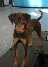 Doberman Pinscher Dogs for adoption in Littelton, CO, USA