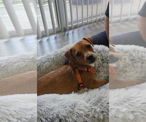 Jack Chi Dogs for adoption in Pompano Beach , FL, USA