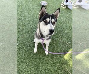 Siberian Husky Dogs for adoption in Downey, CA, USA