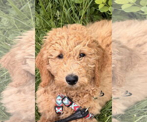 Golden Retriever Dogs for adoption in Wheaton, IL, USA