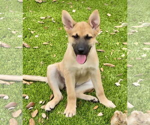 Mutt Dogs for adoption in Royal Palm Beach, FL, USA