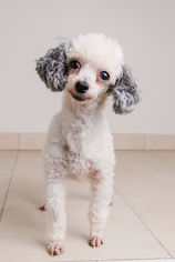 Poodle (Toy) Dogs for adoption in Eden Prairie, MN, USA