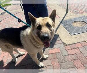 German Shepherd Dog Dogs for adoption in Rancho Cucamonga, CA, USA