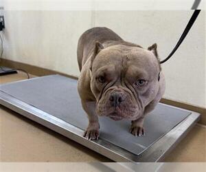 Bulldog Dogs for adoption in Chula Vista, CA, USA