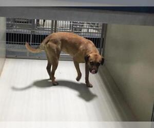 Puggle Dogs for adoption in Bakersfield, CA, USA